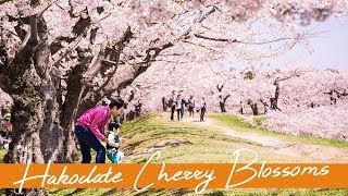 Cherry Blossom Season in Japan  MnK Niseko [upl. by Hedva]