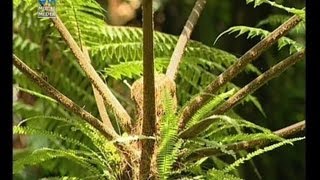 Sano sano  Cyathea spp [upl. by Latsyrc]