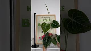 Stylish Light for Stylish Plants growlight growlights barrina [upl. by Yelrihs]