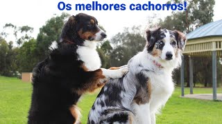 Os melhores Cachorros [upl. by Loar]