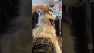 Episode 36  funny huskies 🤣🤣dog dogs funnydogs funnypetsmoments funnyvideo foryou [upl. by Shaikh]