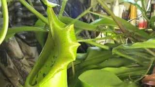 CARNIVOROUS PLANTS CAN EAT MICE [upl. by Bisset495]