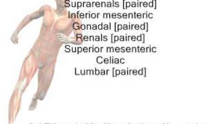 Descending Abdominal Aorta Mnemonic [upl. by Medlin485]