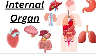 Internal organ of human body  Internal organs  Body parts  Parts of our body [upl. by Resor631]