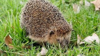 European Hedgehog Erinaceus europaeus  Braunbrustigel 2 [upl. by Gaskill]