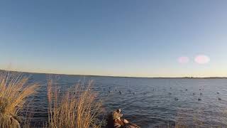 Lone greenwing dropped in BLIND [upl. by Gusti]