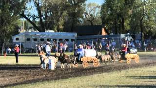 Miniature Chuckwagon Race at Cardston Alberta [upl. by Elbring534]