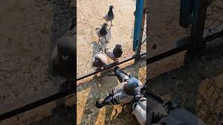 My pigeons eating food ytshorts racingpipigeons pigeon [upl. by Ainevul350]