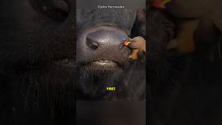 Oxpecker Bird That Harms Animals shorts [upl. by Hama]