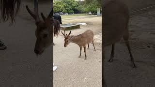 these deer in Japan bow at you 🦌 [upl. by Greenberg]