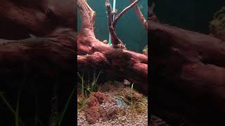 snails aquarium [upl. by Leveroni]