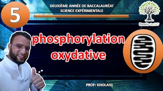 la phosphorylation oxydative [upl. by Annemarie760]