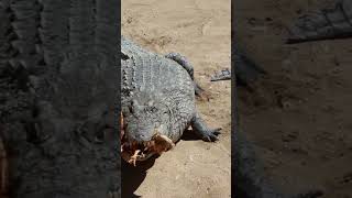 OS RÉPTEIS MAIS PERIGOSOS DO MUNDO répteis jacaré crocodilos animais shortvideos fatos [upl. by Aerahs]