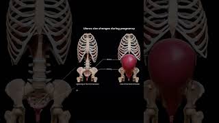 Changes in uterus during pregnancy 😳 [upl. by Nyrek72]