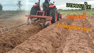 mu5702 ยกร่องปลูกมัน ยกแบบนี้หัวดี [upl. by Elson]