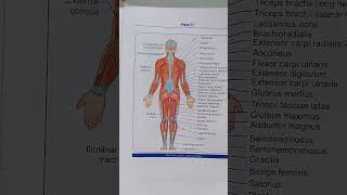 Muscular system anterior view and posterior view  anatomy and physiology  nursing [upl. by Riley]