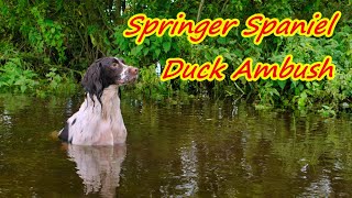 Springer Spaniel Duck Ambush [upl. by Emmer923]