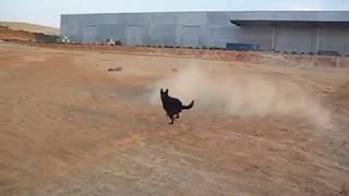 Dog vs RC BAJA [upl. by Aiduan]