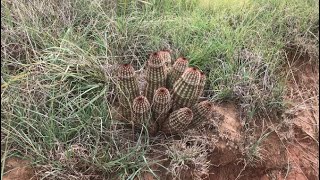 Echinocereus reichenbachii and Escobaria vivipara in the Wild  Oklahoma [upl. by Aldredge]