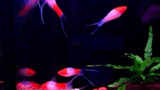 Koi Albino Lyretail Swordtails Blue Planet Aquatics Singaporewmv [upl. by Bikales]