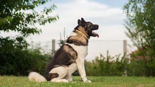 American Akita  The Powerful Dog [upl. by Marcella]