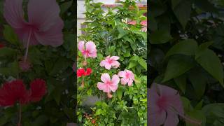 Using Humic acid for flowering🌷in hibiscus garden ashortaday [upl. by Petrick897]