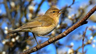 Bird sounds – Common chiffchaff Phylloscopus collybita [upl. by Ketty738]