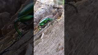 🪲 STUNNING GREEN BEETLE For Everyone Who Likes Bugs Natures Shiny Insect 🌟 shorts beetle [upl. by End888]