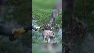 Rescue of swamp 🦌 deer 😍 l animal rescue shorts animals animalrescue [upl. by Rowe]