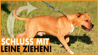 Hund zieht an der Leine I Lockere Leine mit nur einer Methode I Leinenführigkeit leicht gemacht [upl. by Simons]