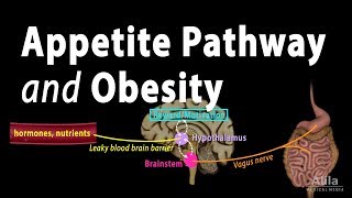 The Brains HungerSatiety Pathways and Obesity Animation [upl. by Nereen]