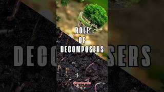 The Essential Role of Decomposers in the Ecosystem  Natures Recyclers Explained [upl. by Terb]