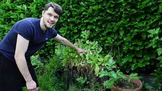 Gemüsegarten VLOG im Juli  Knoblauch ernten Gurken pflanzen Hecke schneiden [upl. by Vincenta]