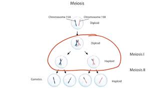 Imprinting and Uniparental Disomy for the USMLE Step 1 [upl. by Roach]