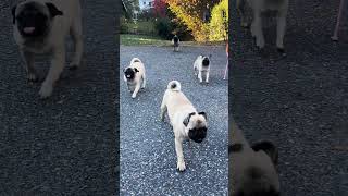 Stampede pug makeamericathinkagain funny puglife pets puglife cute [upl. by Savior993]