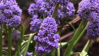 Muscari armeniacum  Traubenhyazinthe Grape Hyacinth [upl. by Yevi334]