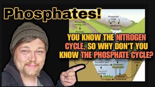 The Phosphate Cycle amp Your Aquarium How Algae Plants amp Fish Use Phosphorus in Freshwater Systems [upl. by Stead]