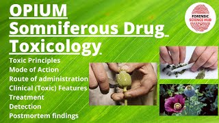 Opium somniferous drug  Toxicology  Opium poisoning [upl. by Rubie344]