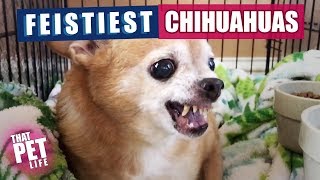 Feistiest Chihuahuas Ever 😳  Funny Dogs [upl. by Ylime769]