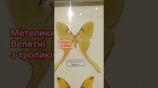 Метелики велетні з тропиків Giant Silkmoths Saturniidae from Tropics of Africa in Museum Collection [upl. by Ellery]