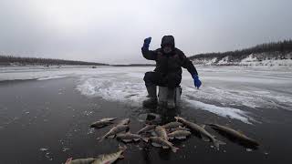 Первый лед начинается с КЛЕВОЙ РЫБАЛКИ [upl. by Speroni]