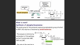 Purine Metabolism  Omar Layth  Biochemistry Made Easy [upl. by Atenek]