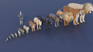 Big Cat size comparison  Tiger VS Lion animals [upl. by Sunil]