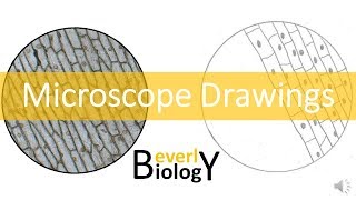 Proper Microscope Drawings and Observations [upl. by Rennane766]