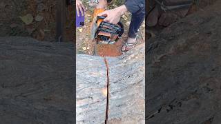 Tree cutting machine shortsviral viralshort [upl. by Donohue]