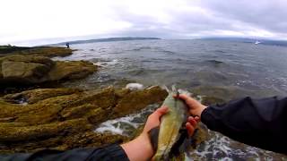 LRF Sea BASS amp Pollock Fishing  Loch Long  Scotland [upl. by Ihtraa]