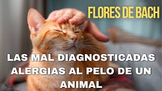 Las mal diagnosticadas alergias al pelo de un animal [upl. by Oler]