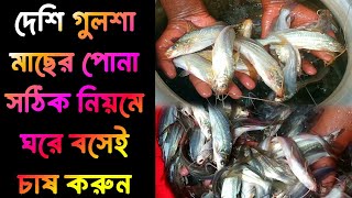 দেশি গুলশা মাছের পোনা  সঠিক নিয়মে ঘরে বসেই চাষ করুন 01728202429 [upl. by Onfre]