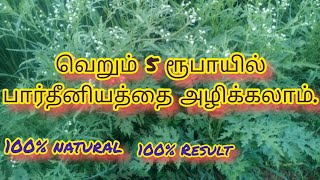 பார்த்தீனியம் செடிகளை அழிப்பது எப்படி How to destroy parthenium plant completely Uyirmavelanmai [upl. by Ahsiened]