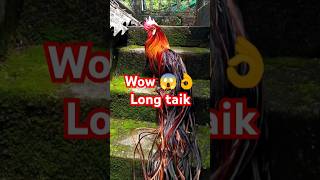 Onagadori mail mianwaliaseel aseelmurgafarm video shamoaseelroosterfarm chicken youtubeshorts [upl. by Yelsnia295]